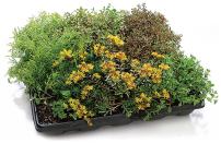 GreenGrid roof systemGreenGridwww.greengridroofs.com

Modular green roofing system offered in three capacities: Ultra-Extensive (2½ inches of soil), Extensive (4 inches), and Intensive (8 inches) - Intensive accommodates larger plants and shrubs