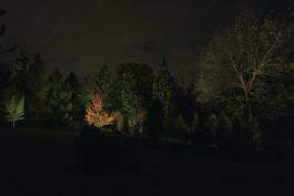 Landscape lighting scene for the Burn Pile area at Saluki Park, designed by Group 1 as part of the International Landscape Lighting Institute's fall 2013 workshop.This quarter-acre area was formerly the burn pile for the property.