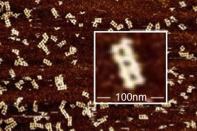 Cancer-fighting molecules designed with drag-and-drop software.