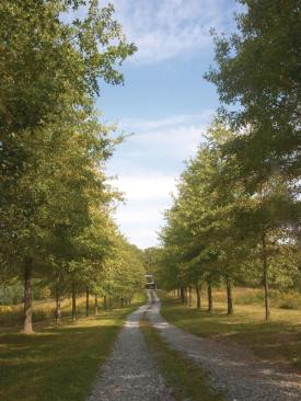 The client bought the small farm in 1990, and planted an allee to nowhere in 1994. 