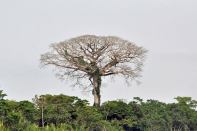 The seed pods and fibers from the kapok tree (shown) were found to be useful as electrodes for microbial fuel cells.