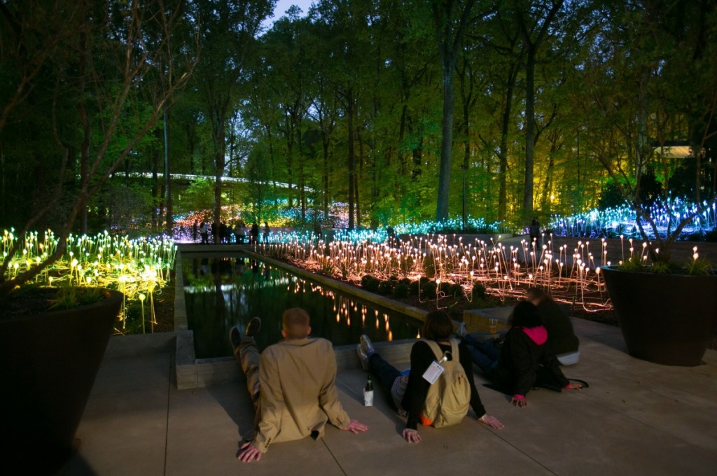 Forest of Light