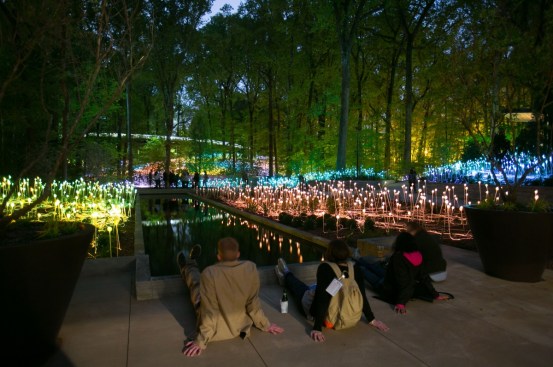Forest of Light