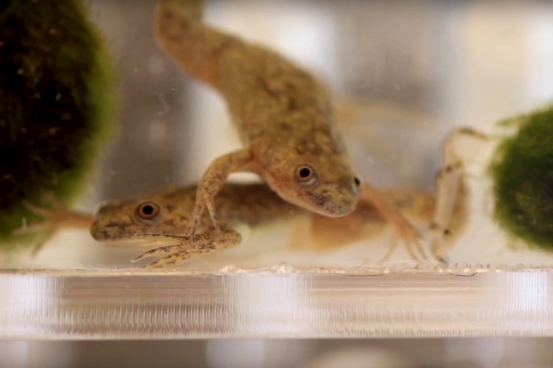 Frogs have an integral role in a new dynamic, air-purifying&nbsp;fa&ccedil;ade&nbsp;by&nbsp;The Living and the
Ali Brivanlou Lab