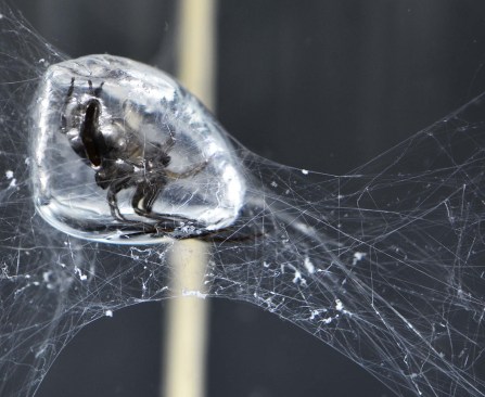 A "diving bell" water spider (Agyroneda aquatica) reinforcing an air bubble
from the inside—the model biological construction for this year's ICD/ITKE research pavilion.