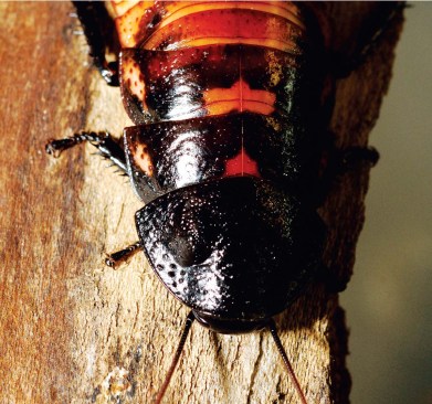 HISSING COCKROACH