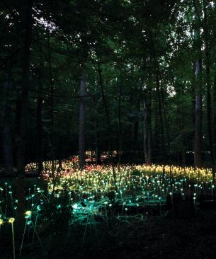 Forest of Light is composed of 20,000 illuminated glass spheres and rods that weave themselves through the part of the gardens known as Forest Walk, a forest of tulip trees, white oaks, and sugar maples. The strands of bare optic fiber that illuminate the glass spheres total 86.9 miles in length, and they carpet the forest floor as they run up and over rocks, ground cover, foliage, and other plantings. As with all of the installations that are part of this celebration of light, the piece has one persona during the day and another at night. By day, the light rods read like a plant species all their own, popping up randomly from the forest floor. At night, when illuminated by 80 halogen light sources with hand-painted color wheels, the rods and spheres gently pulsate in a rainbow of colors that makes it feel as if the forest has come alive. The experience pays tribute to the inherent beauty found in nature and the play of light.