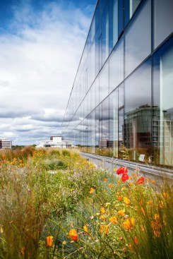 6th Level Green Roof