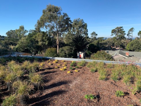 Native vegetated grass rooftop