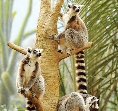 RING-TAILED LEMUR