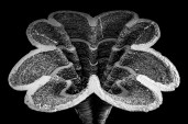 As part of their work at Cornell University, Lok and Zivkovic aim to answer the question, “What is the architecture of 3D-printed concrete?” with their Additive Architectural Elements research.