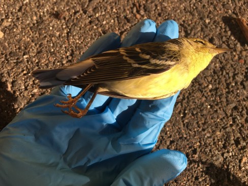 Building collisions can be fatal for birds, such as this Blackpoll Warbler.