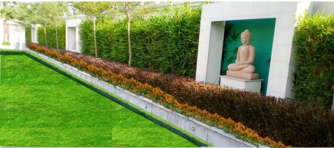 Boundary with Lush Green Bamboo Planting