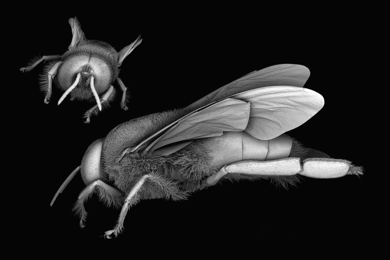 Scanning electron microscope images of the honey bee