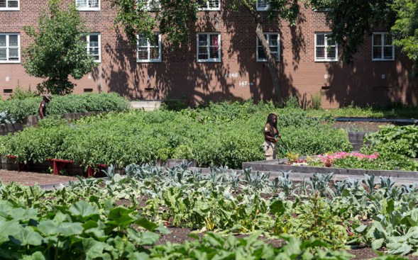 New York City Housing Authority Farms