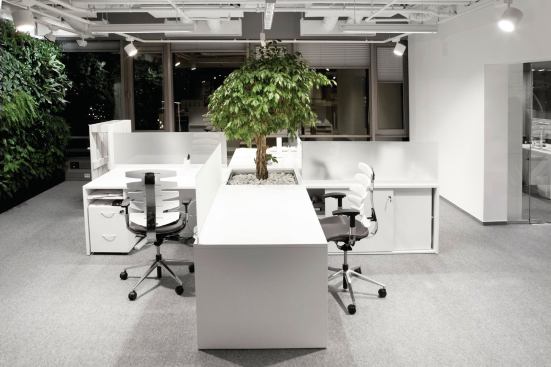 In the open-plan office, desks are set up in a cruciform pattern, with a ficus tree planted at the center.