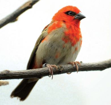 RED FODY