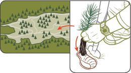 1. Harvesting & Replanting

Clearcutting is the most common cedar harvesting method. Replanting cut forests is not a feel-good strategy—it sustains the logging industry with future tree stock. Usually within a year of harvesting, cedar companies return to plant seedlings—typically, eight for every tree removed. Once replanted, the forest is left to grow for 60 to 80 years.